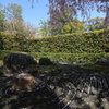 枯山水庭園