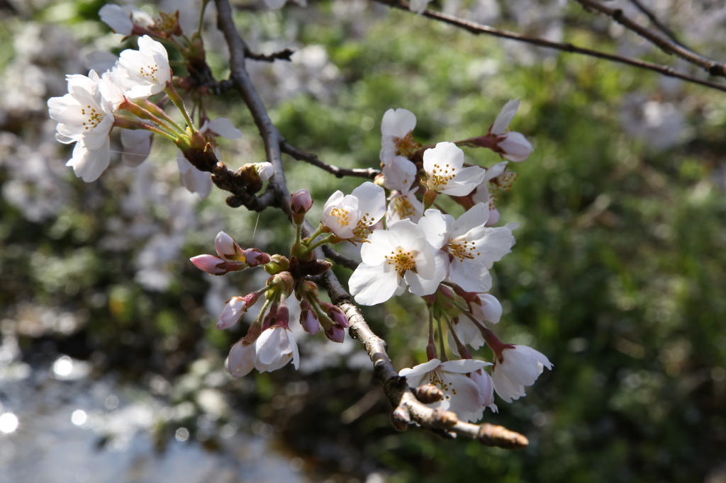 福井県坂井市山竹田