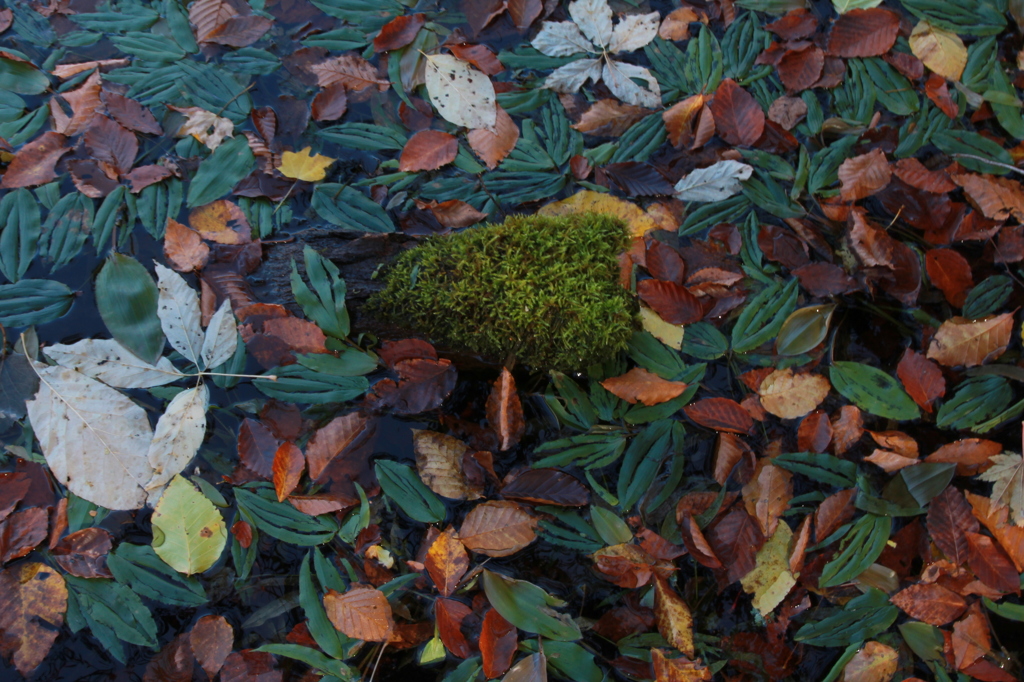 水面の紅葉