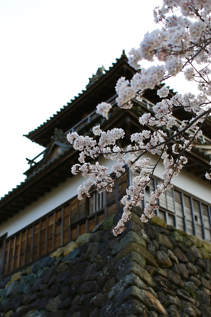 古城桜