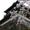 古城桜