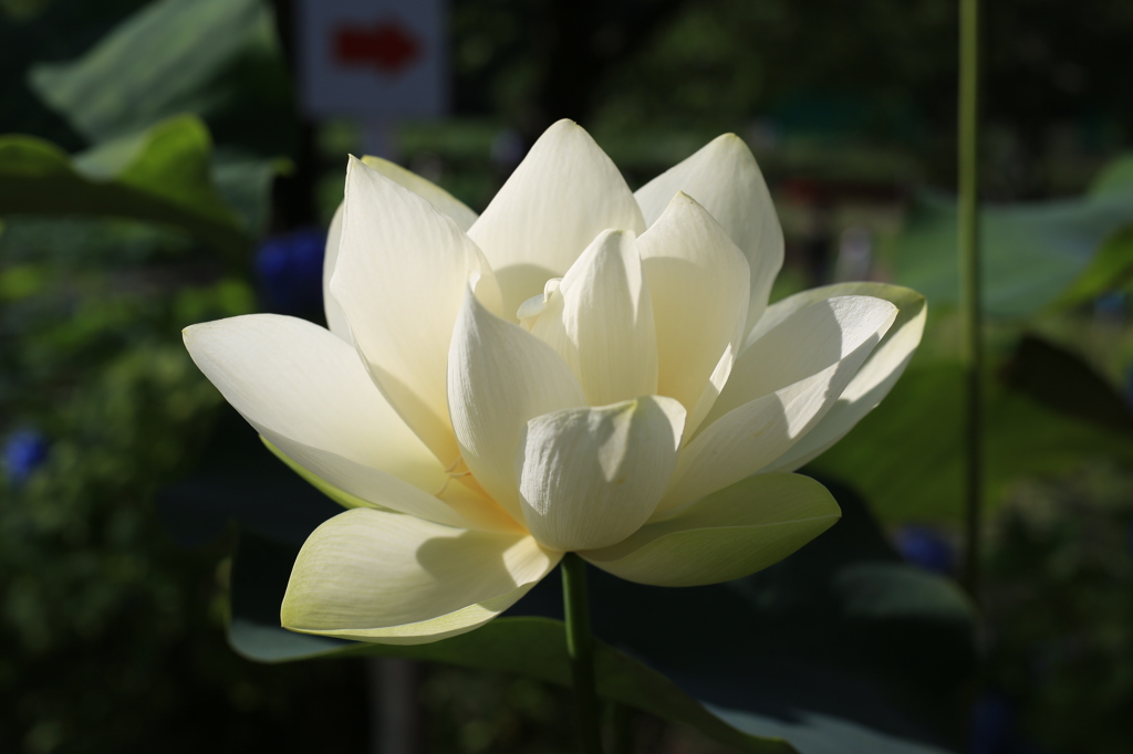 花蓮