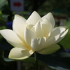 花蓮