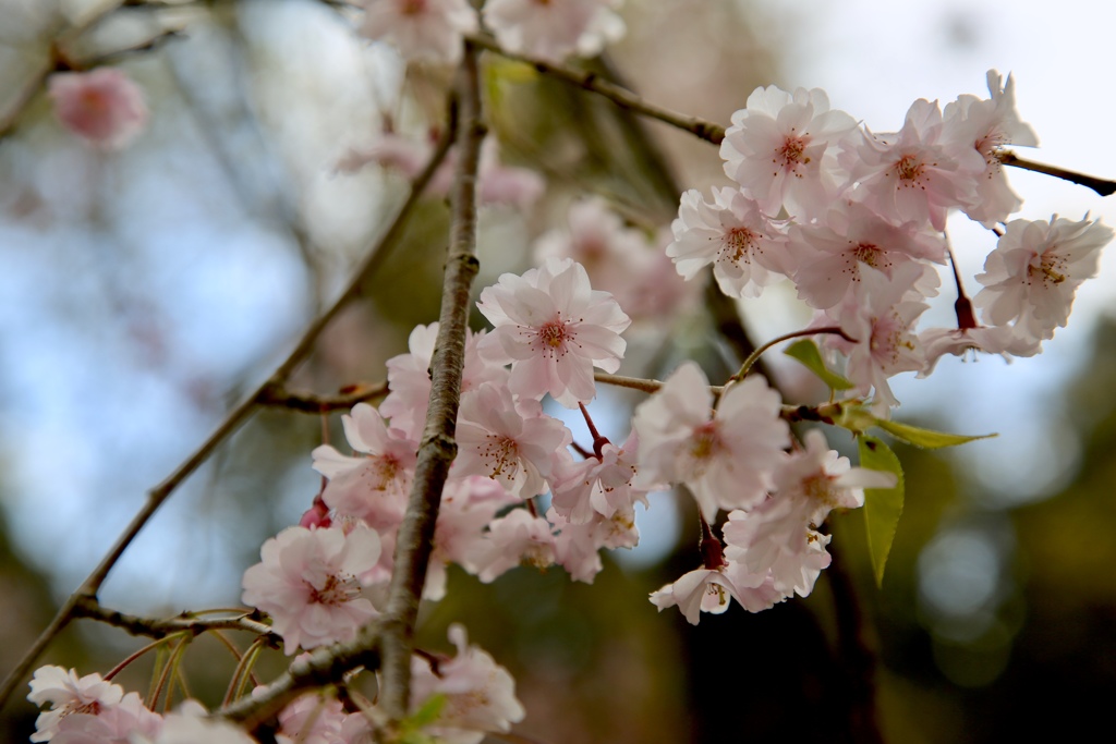 SAKURA  Rakuhoku