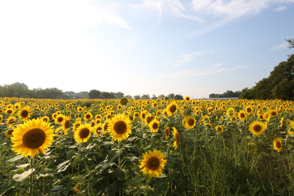 夏の鉄板！　向日葵verⅠ
