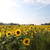 夏の鉄板！　向日葵verⅠ