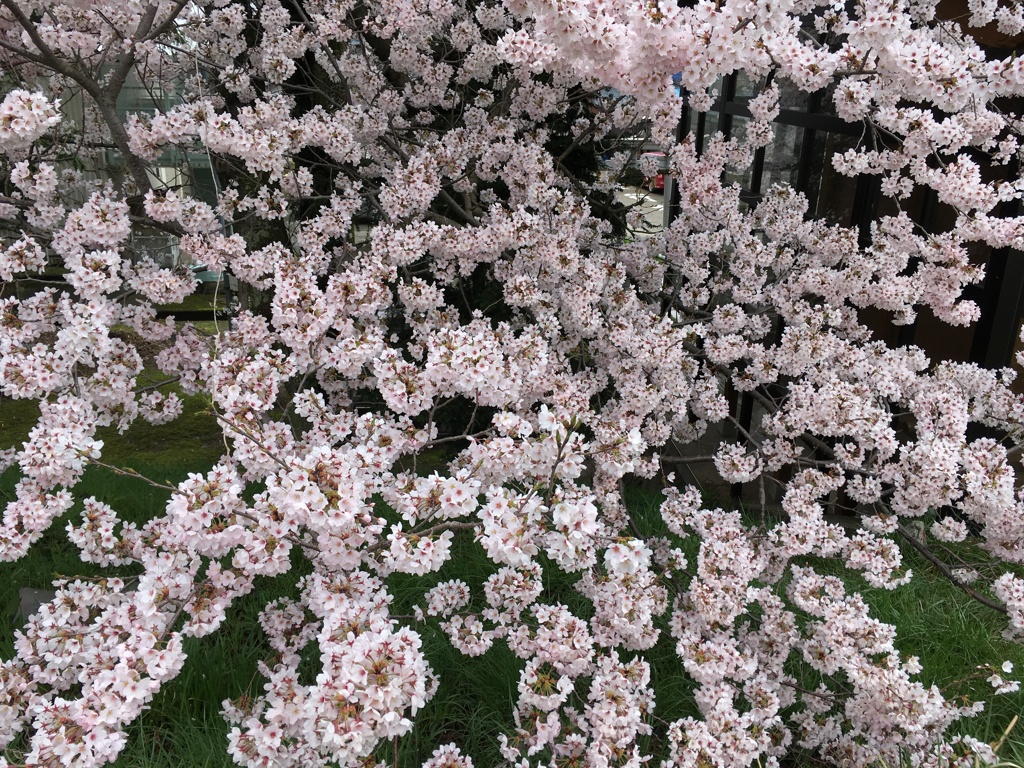 春爛漫