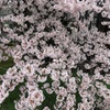 春爛漫