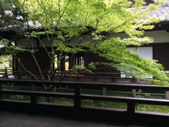 京都 青蓮院2