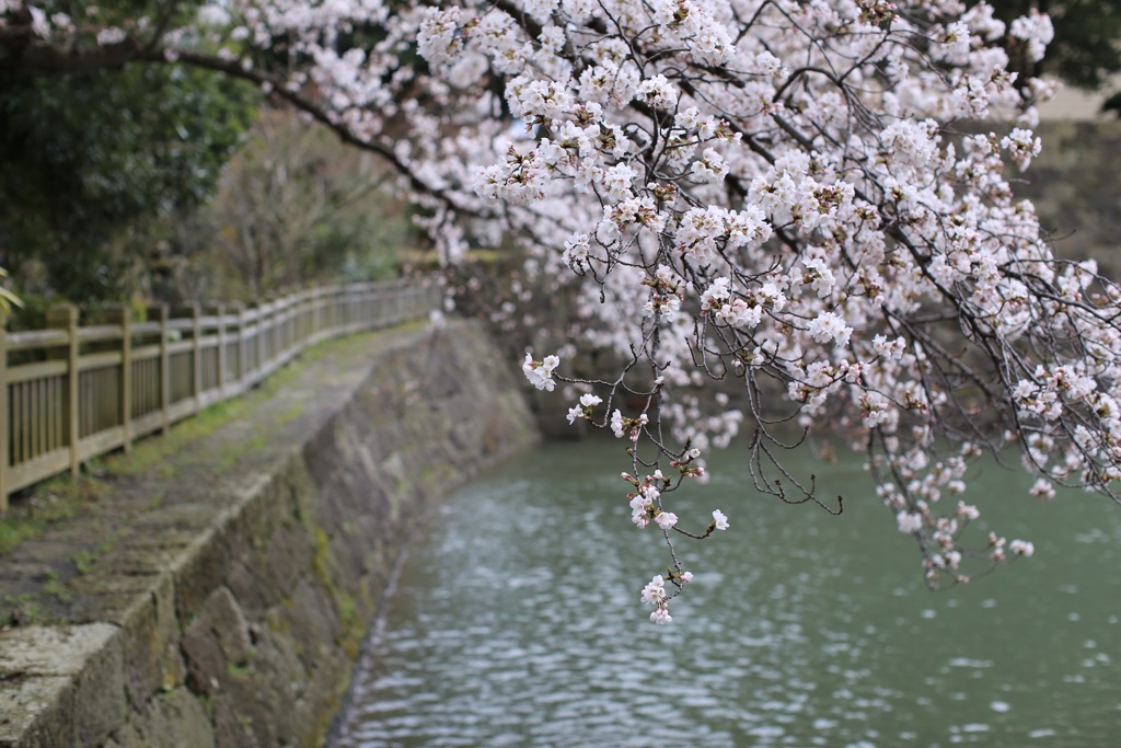 cherry blossom