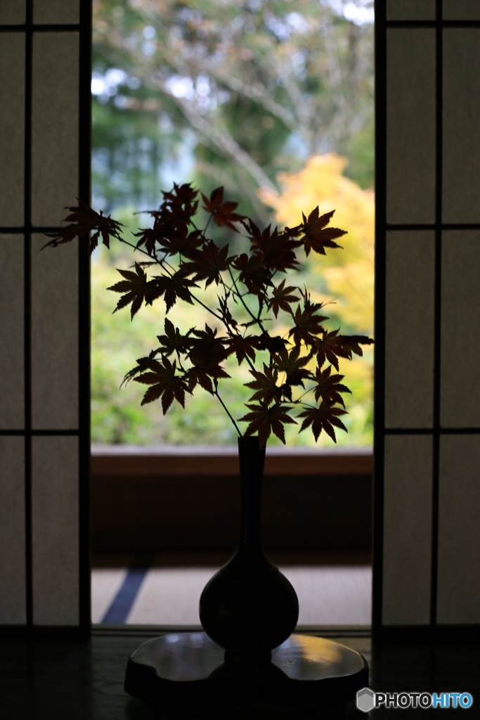 紅葉『もみじ』