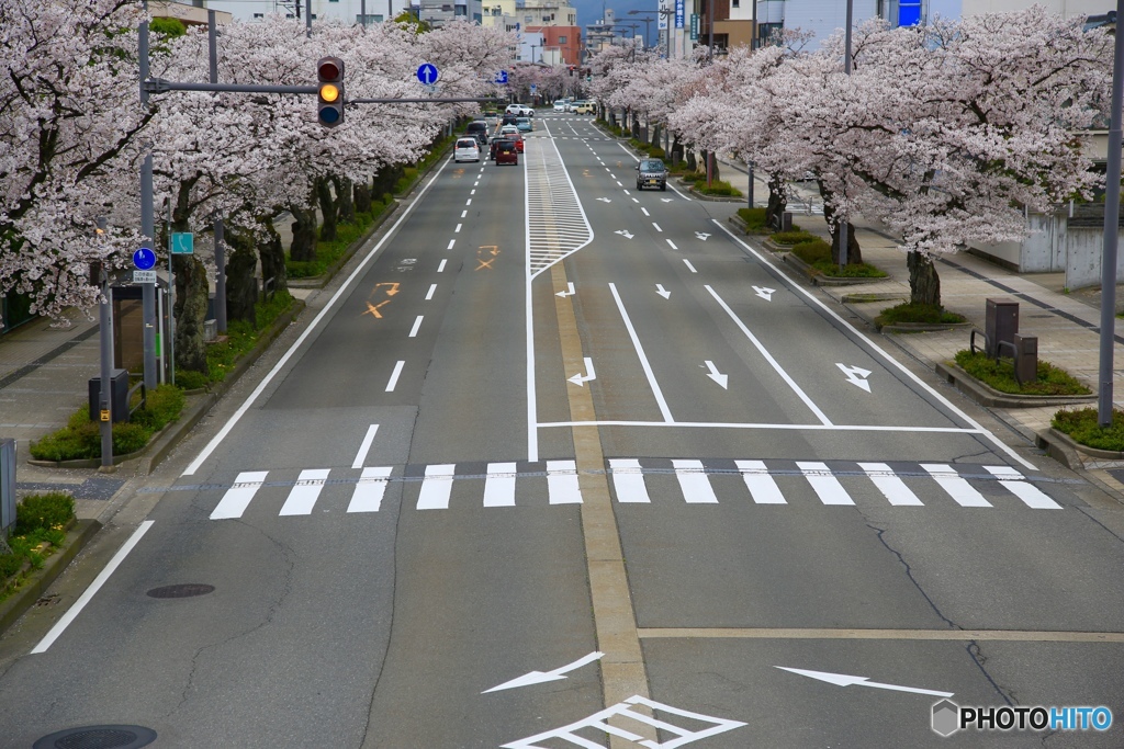 SAKURA STREET Ⅱ