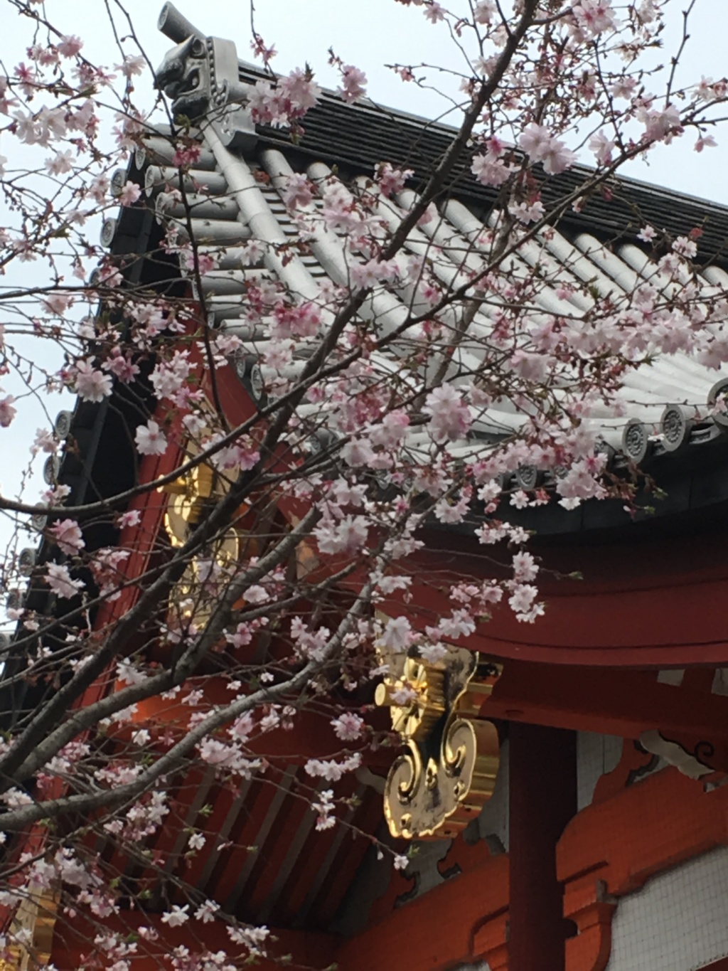 十月桜 二天門