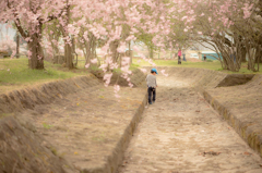 SAKURA 街道