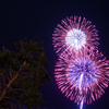 秋空の2輪の花
