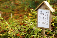 明月院