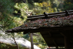 秋めいて