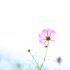 秋桜