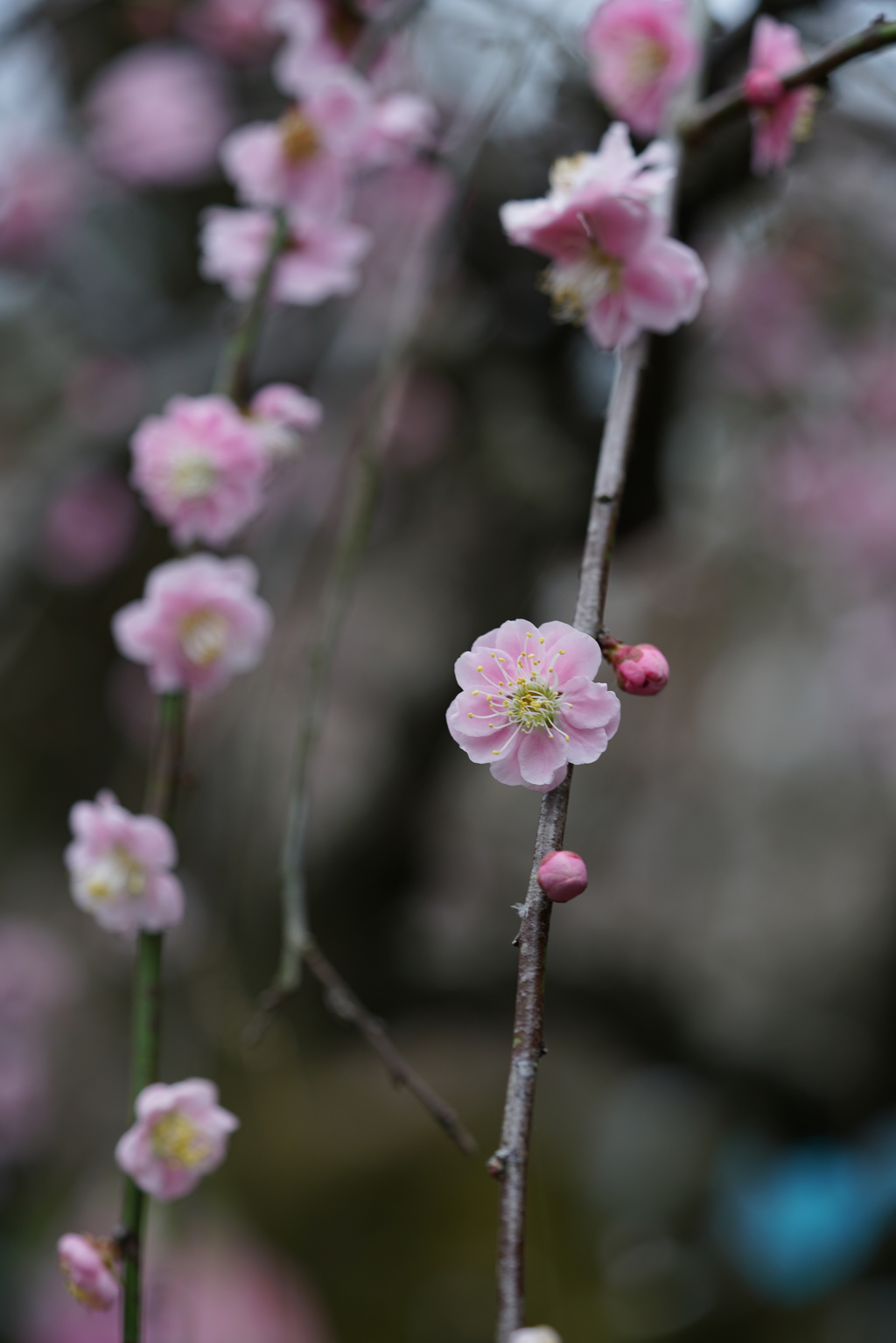 久留米市梅林寺