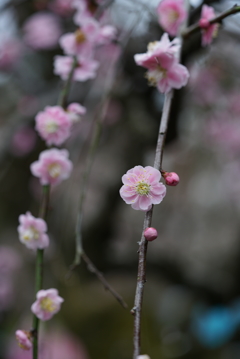 久留米市梅林寺