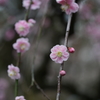 久留米市梅林寺