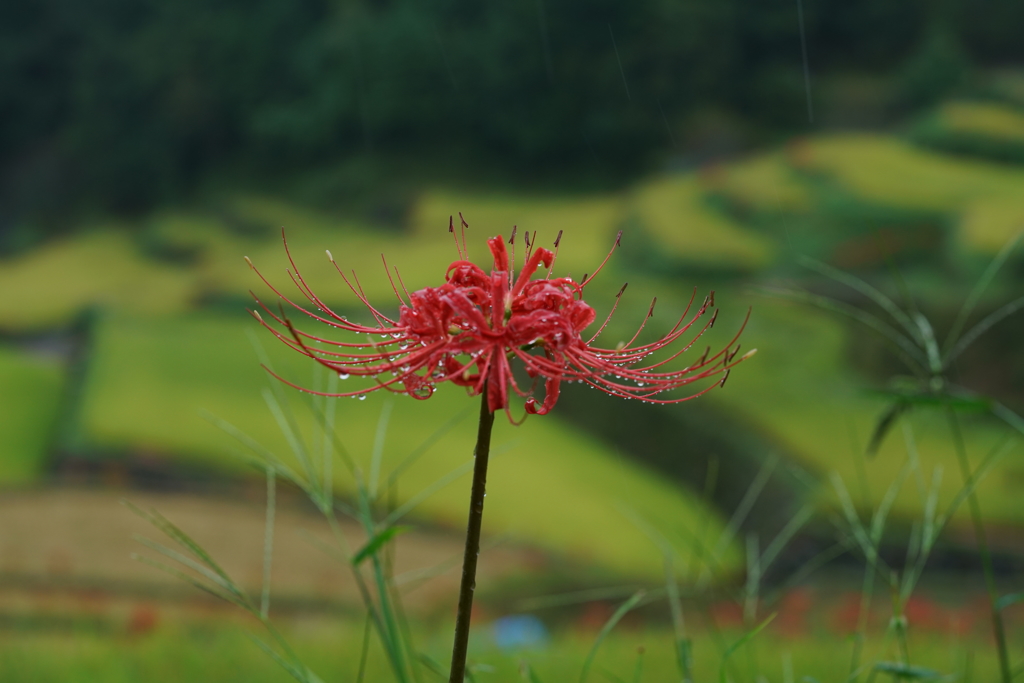 つづら棚田を背景に・・・と言ってもわからないですよねー