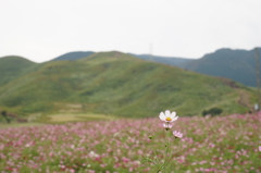 「萌の里」のコスモス畑