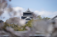 桜越しの熊本城