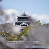 桜越しの熊本城