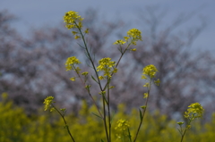 菜の花畑に薄ピンク色