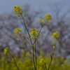 菜の花畑に薄ピンク色