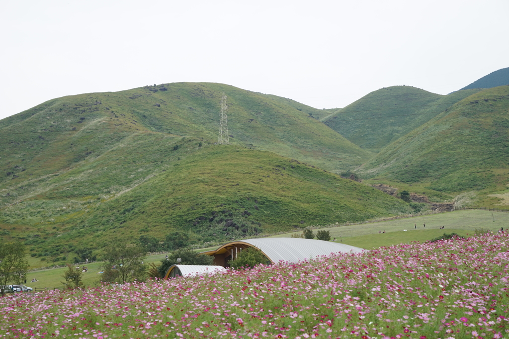 「萌の里」のコスモス畑