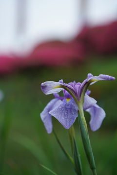 高瀬裏川の花しょうぶ