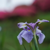 高瀬裏川の花しょうぶ