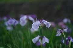 高瀬裏川の花しょうぶ