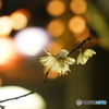 山鹿灯籠浪漫　百華百彩