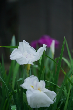 高瀬裏川の花しょうぶ