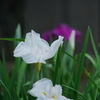 高瀬裏川の花しょうぶ