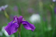 高瀬裏川の花しょうぶ