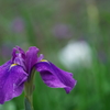 高瀬裏川の花しょうぶ