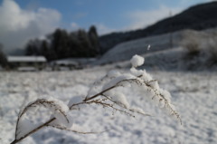 信州4月の草木に積もった雪
