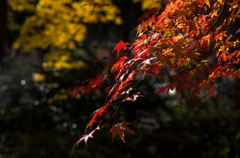 奥河内　観心寺１