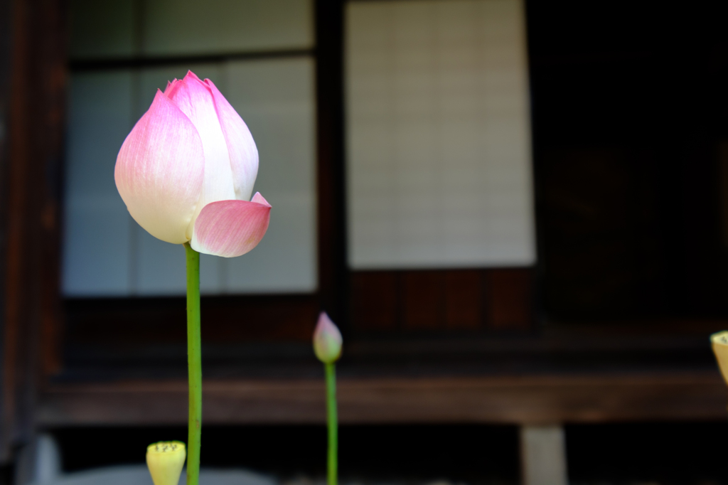 寺内町　蓮