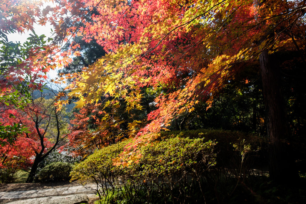 観心寺２