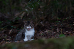 野良子猫