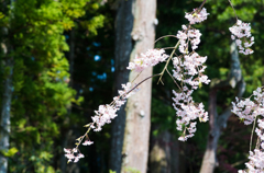 高野山　桜
