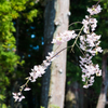 高野山　桜