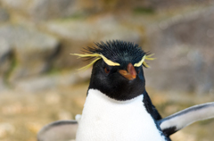 海遊館　ペンギン