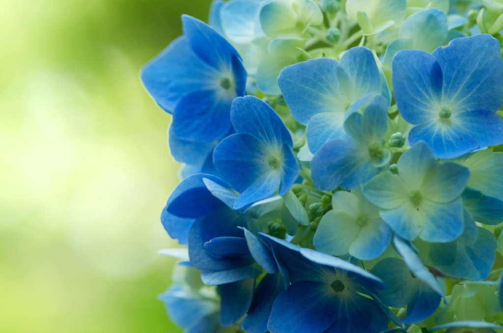 紫陽花＾＾