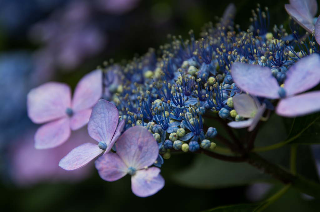 矢田寺　紫陽花１